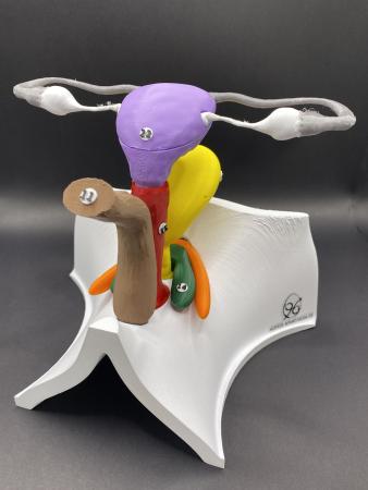 Modèle anatomique 3D de l'appareil génital féminin - EVARS collège, lycée - Eve
