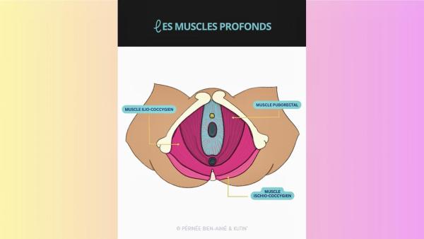 Vidéo pédagogique détaillée de l'anatomie de l'appareil génital féminin (vulve, plancher pelvien, clitoris) ♀